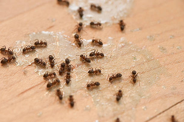 Best Residential Pest Control  in Pink, OK