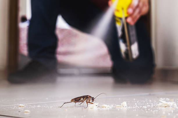 Best Wasp Removal Services  in Pink, OK