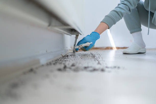 Best Termite Control Services  in Pink, OK